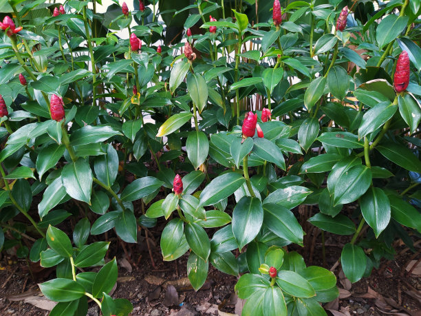 costus
