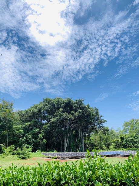 banyan