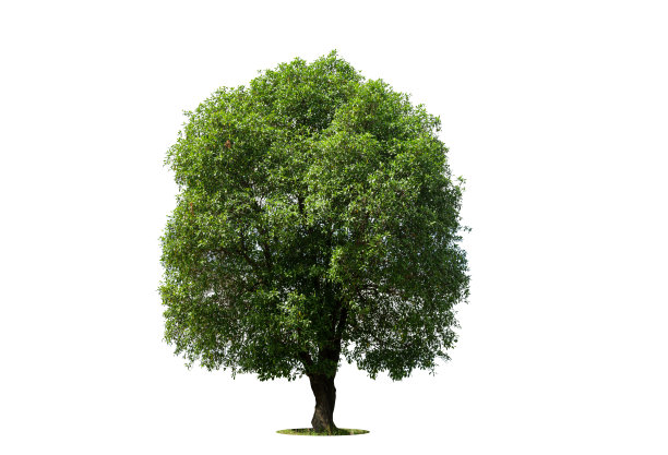 banyan