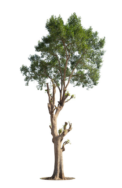 banyan