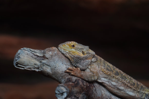 agama