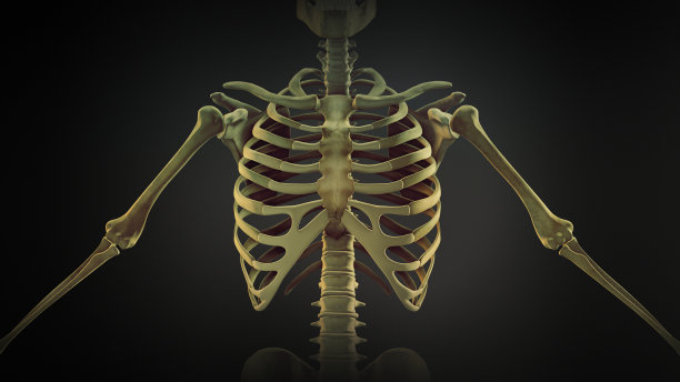 skeleton