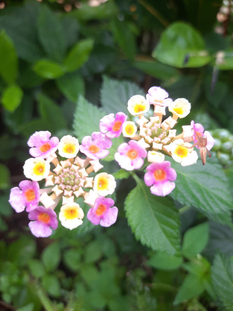 lantana