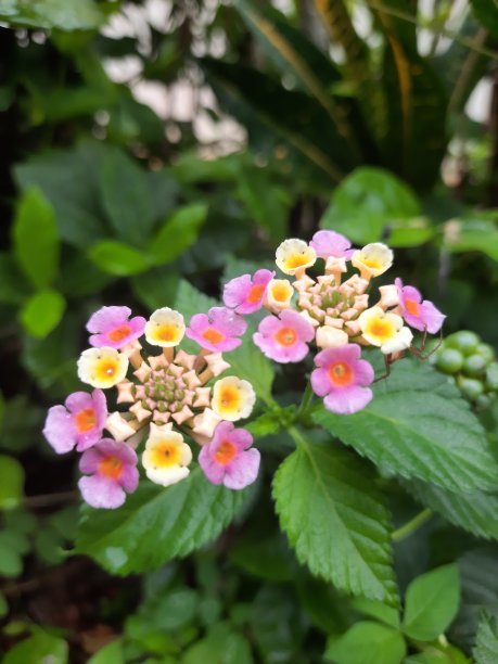lantana