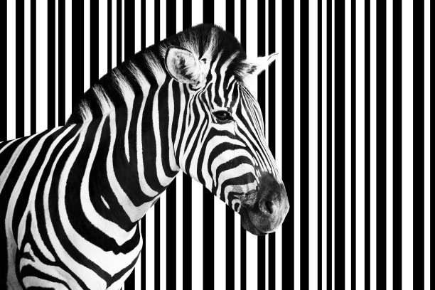 zebra