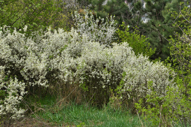 overgrown