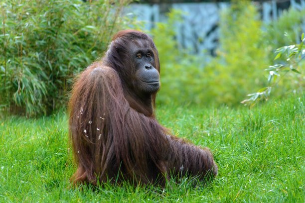 pongo