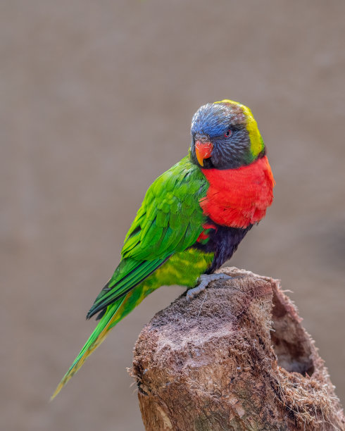 lorikeet