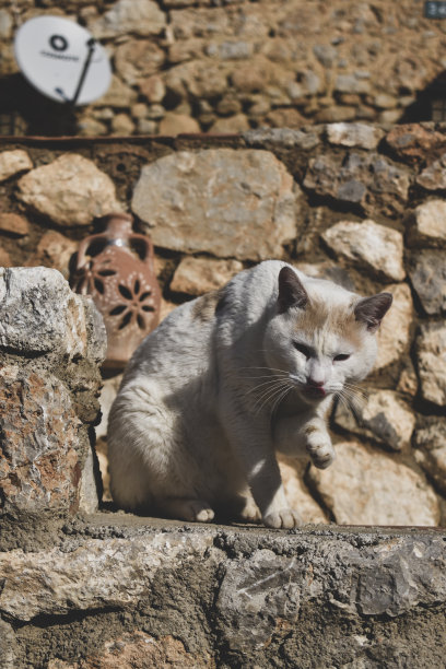 小猫洗脸