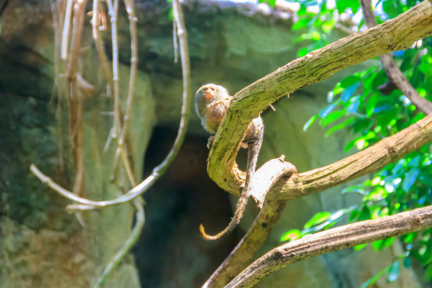 marmoset
