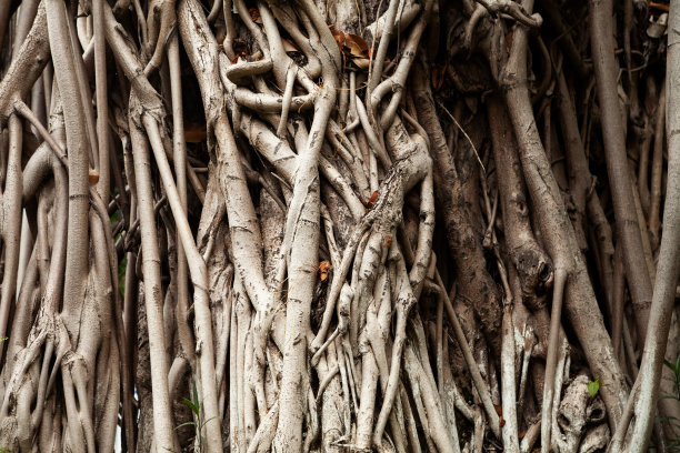 banyan