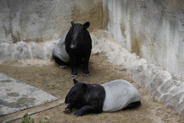 tapir