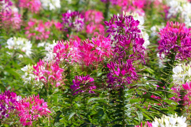cleome