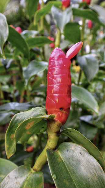 costus