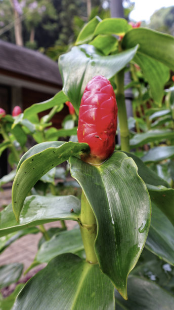 costus