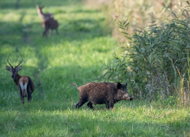wildlife