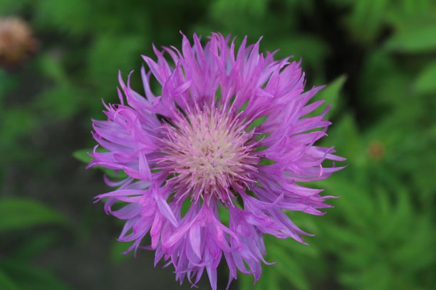aster