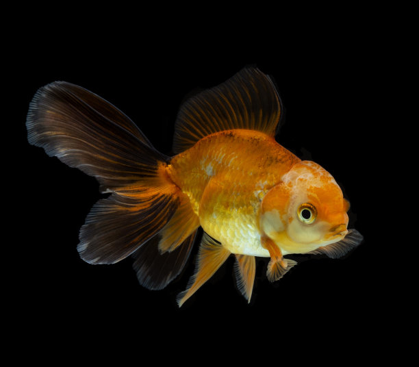 carassius