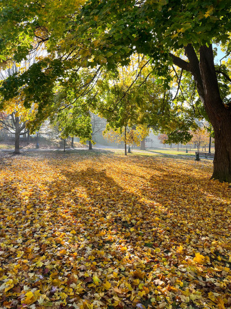 maple