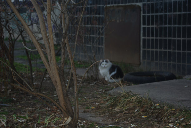 stray