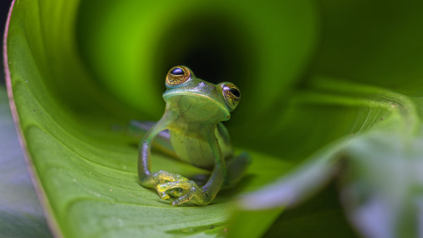 dendrobates
