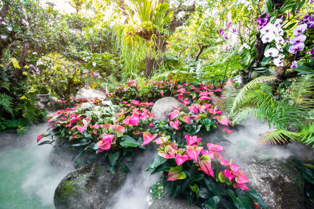 热带森林中的花朵，泰国