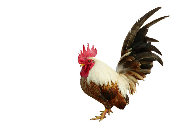 cock