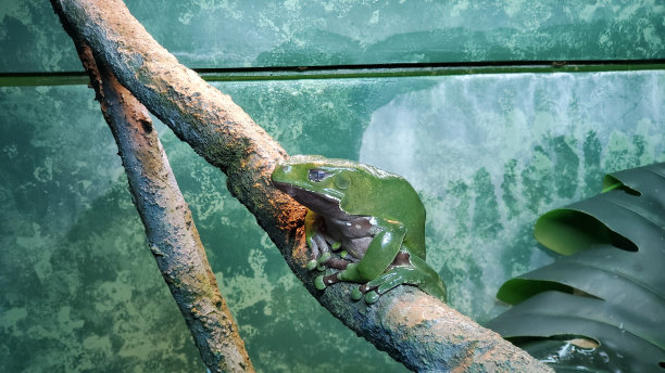 dendrobates