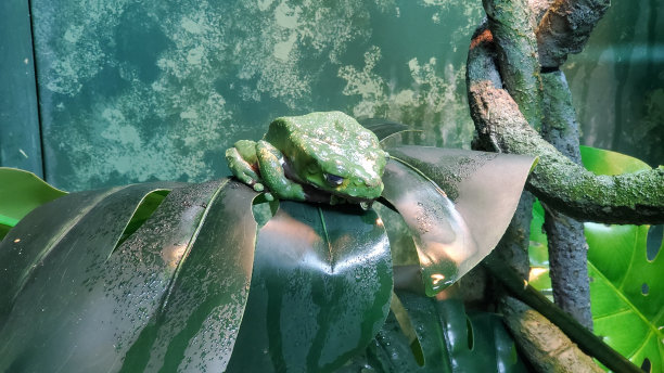 dendrobates