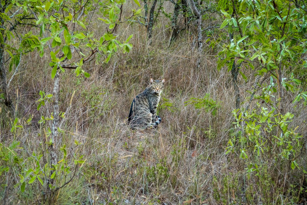 felis