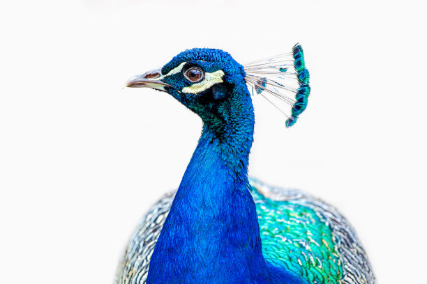 peacock