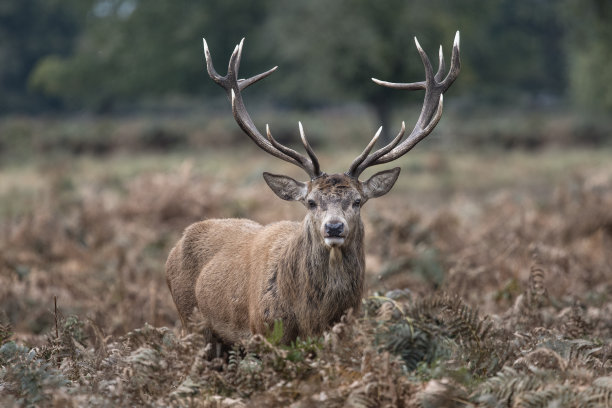 deer
