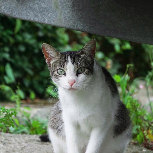 stray