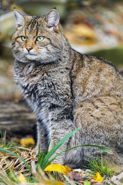 felis