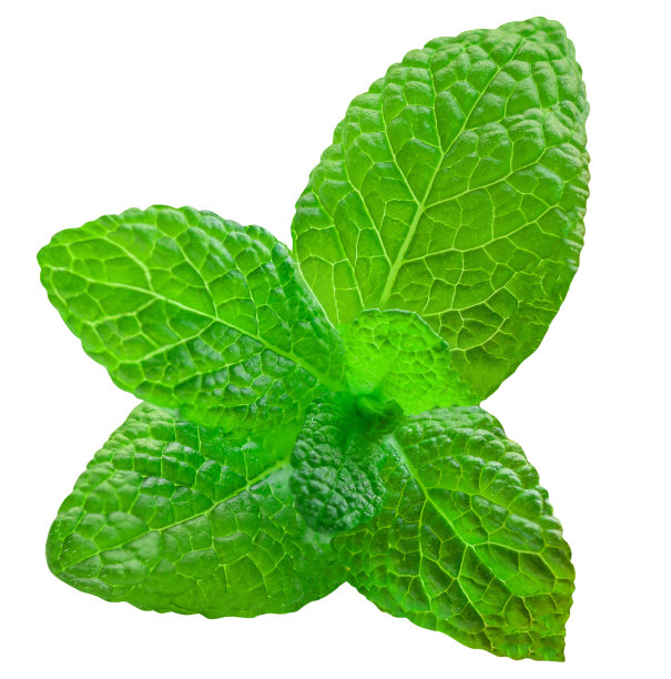 spearmint