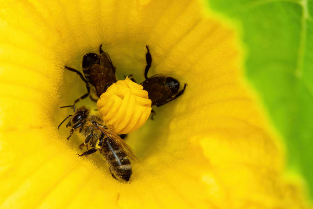 pollination