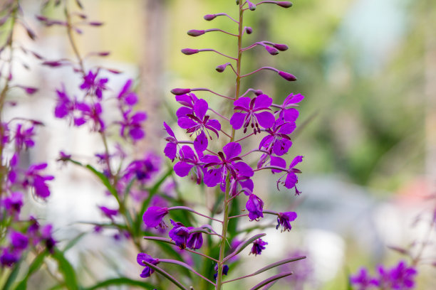 epilobium
