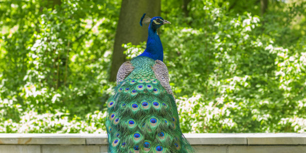 peacock