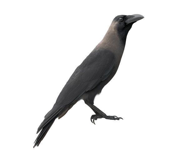 raven