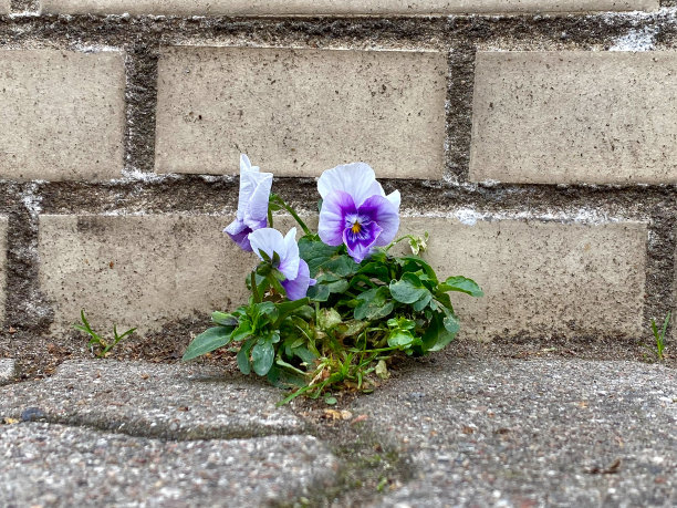 flora