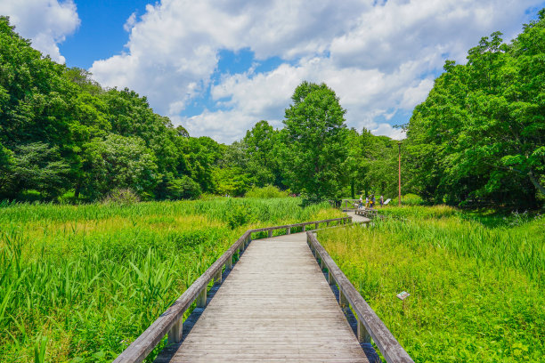 wetland