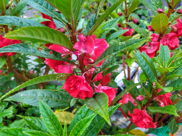 impatiens