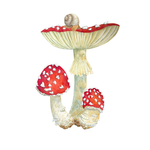 toadstool