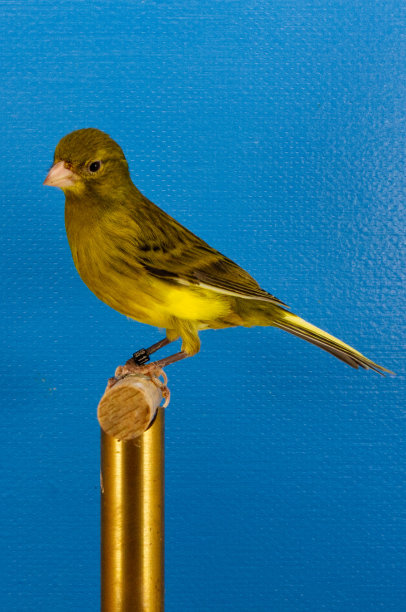 canary
