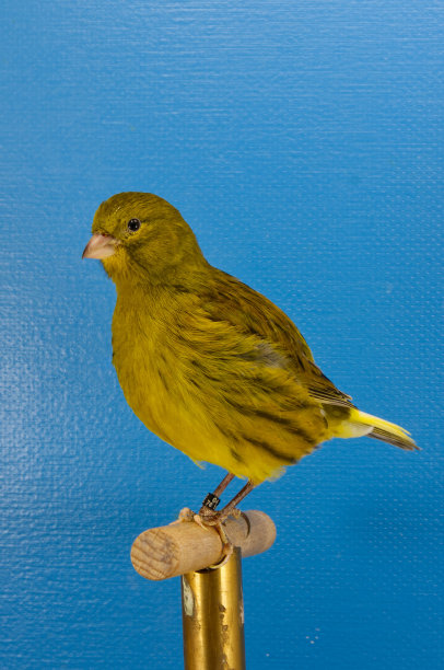 canary