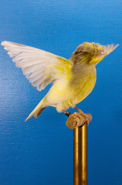 canary