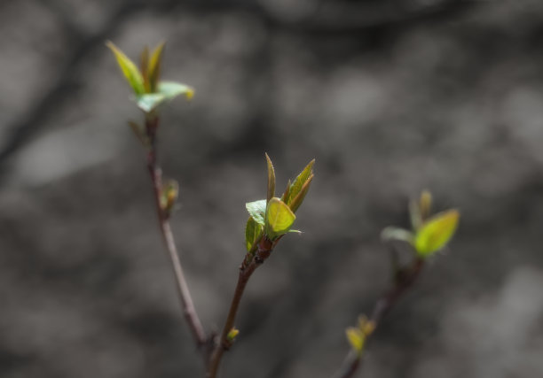 twig