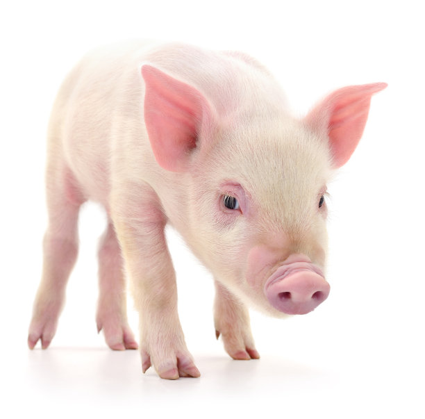 piggy