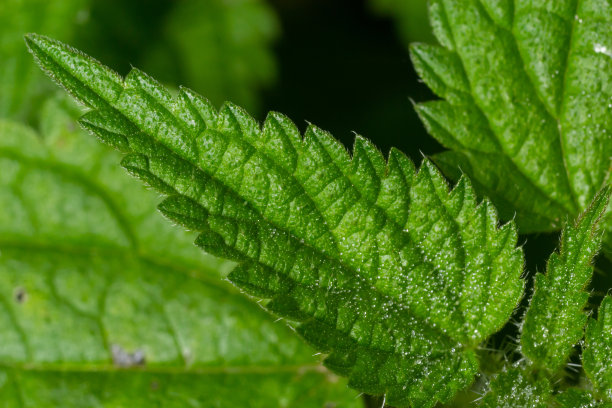 nettles
