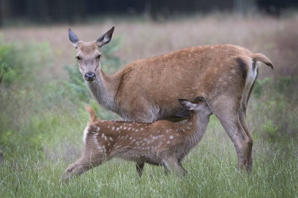doe